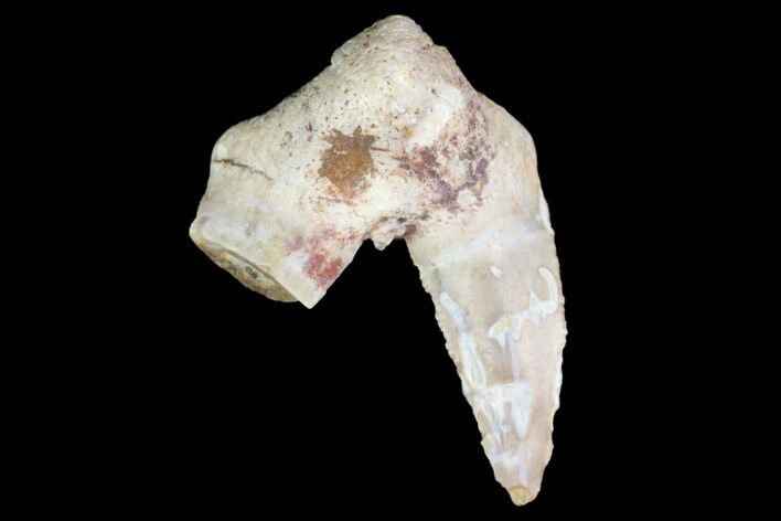 Fossil Shark (Xenacanthus) Tooth - Texas #136342